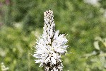 06/06/2022 - 5dt05877 - Orcières (05170) 06/06/2022 - 5dt05877 - Orcières (05170)