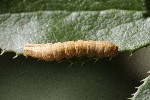 27/07/2022 - 5dt13459 - Bessans (73480)