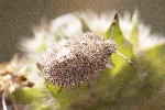27/07/2022 - 5dt13896 - Bessans (73480)