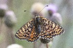 27/07/2022 - 5dt14052 - Bessans (73480)