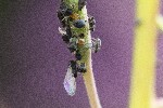 29/07/2022 - 5dt14735 - Bessans (73480)