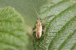 30/07/2022 - 5dt15716 - Bessans (73480)