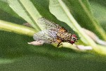 30/07/2022 - 5dt15815 - Bessans (73480)