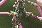 01/08/2022 - 5dt16457 - Bessans (73480)