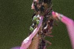 01/08/2022 - 5dt16459 - Bessans (73480)