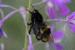 01/08/2022 - 5dt16777 - Bessans (73480)