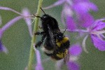 01/08/2022 - 5dt16785 - Bessans (73480)