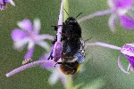 01/08/2022 - 5dt16833 - Bessans (73480)