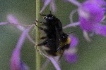 01/08/2022 - 5dt16872 - Bessans (73480)