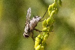 02/08/2022 - 5dt16891 - Bessans (73480)