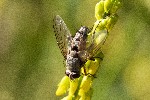 02/08/2022 - 5dt16893 - Bessans (73480)