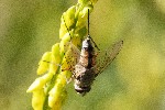 02/08/2022 - 5dt16902 - Bessans (73480)