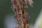 02/08/2022 - 5dt17249 - Bessans (73480)