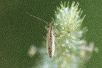 02/08/2022 - 5dt17264 - Bessans (73480)