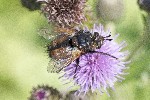 03/08/2022 - 5dt18010 - Bessans (73480)