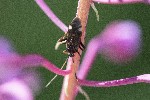 03/08/2022 - 5dt18334 - Bessans (73480)