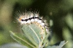 03/08/2022 - 5dt18415 - Bessans (73480)