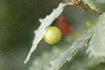 18/08/2022 - 5dt19657 - Saint-Leu-la-Forêt (95320)