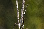 28/08/2022 - 5dt20376 - Montselgues (07140)