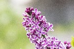 5dt22119 - Syringa vulgaris