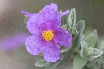 5dt22196 - Cistus albidus