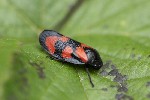 5dt22359 - Cercopis vulnerata