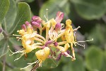 5dt22542 - Lonicera etrusca