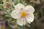 5dt22596 - Cistus albidus