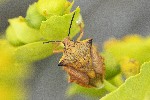 5dt22641 - Carpocoris mediterraneus atlanticus