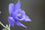 5dt22908 - Aquilegia pyrenaica