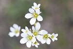 5dt22934 - Saxifraga granulata