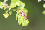 19/05/2023 - 5dt23180 - Puilaurens (11140)