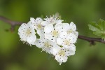 5dt23351 - Crataegus monogyna