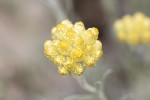 5dt23516 - Helichrysum pendulum