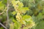 5dt23558 - Vitis vinifera