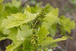 5dt23657 - Vitis vinifera