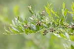 5dt23671 - Coriaria myrtifolia