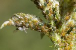 5dt24305 - Aphis ruborum