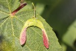 5dt24337 - Acer pseudoplatanus