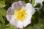 5dt24351 - Rosa canina