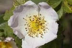 5dt24358 - Rosa canina