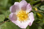 5dt24378 - Rosa canina