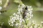 5dt24496 - Anoplodera sexguttata