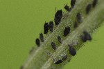 03/06/2023 - 5dt24518 - Gretz-Armainvilliers (77220)