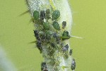 03/06/2023 - 5dt24541 - Gretz-Armainvilliers (77220)