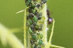 03/06/2023 - 5dt24558 - Gretz-Armainvilliers (77220)