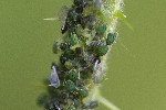 03/06/2023 - 5dt24582 - Gretz-Armainvilliers (77220)
