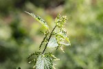 5dt24670 - Urtica dioica