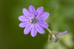 5dt24677 - Geranium pyrenaicum