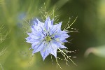 5dt24752 - Nigella damascena